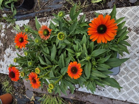 Echinacea Purpurea Sunseekers Mineola - Solhat