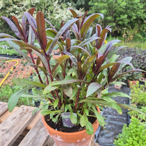 Penstemon digitalis - Dark Tower 17 cm