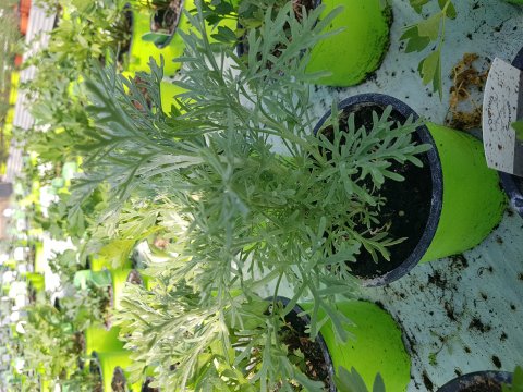 Tr Malurt -Artemisia absinthium - 12 cm