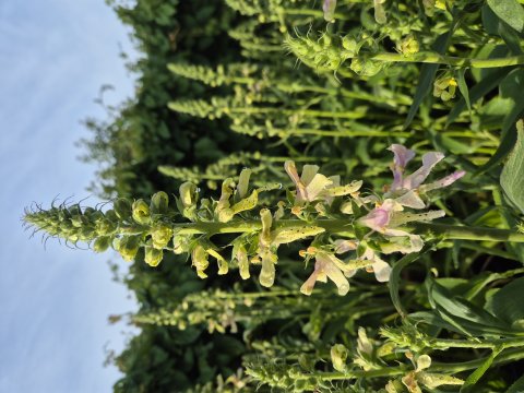 Digitalis Apple blossom - Fingerbl - NYHED - 15 cm