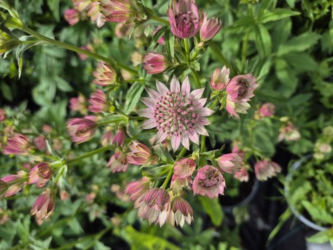 Astrantia major Pink Button - 17 cm - stjerneskrm