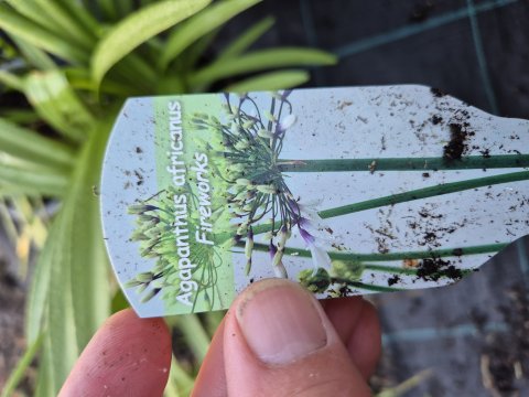 Agapanthus africanus - Fireworks - 17 cm ler - Skrmlilje