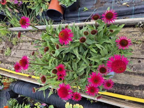 Echinacea hyb Delicious candy - Solhat - Udgr