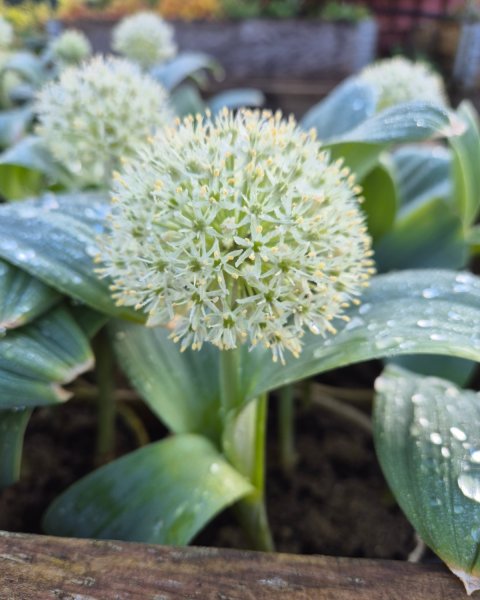 allium karataviense - 17 cm lerskl