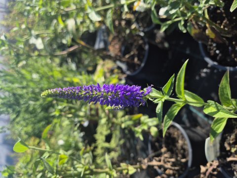Veronica longifolia First Glory - 17 cm -