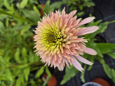 Echinacea Hyb Cherry Fluff- Solhat