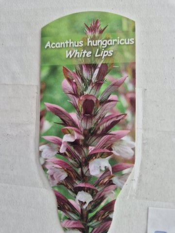 Acanthus hungaricus white lips - Ungarsk Akantus - 17 cm