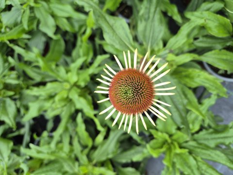 Echinacea strawberry and cream - 17 cm - Solhat