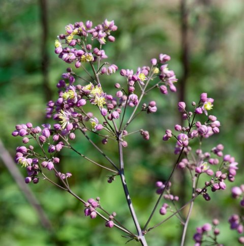 Thalictrum hyb Elin - 17 cm - Violfrstjerne