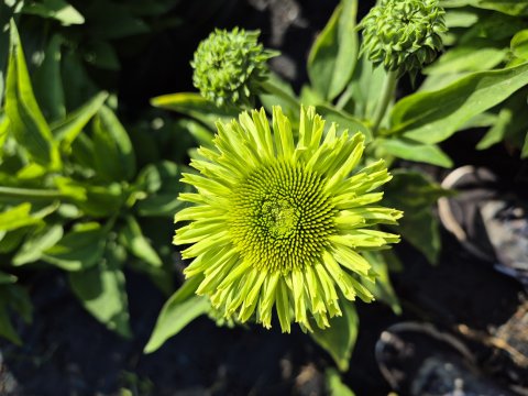Echinacea Purpurea Sunseekers Appel Green - Solhat