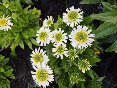 Echinacea Hyb, Delicilus Nougat - Solhat