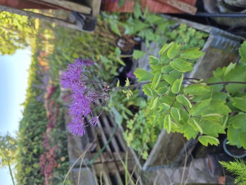 Thalictrum Hyb Little pinkie - Violfrstjerne - 17 cm