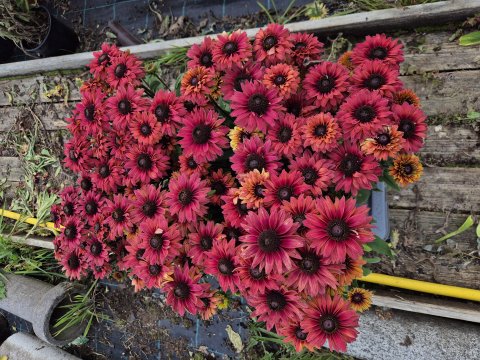 Rudbeckia hyb, Dark Orange - gte Solhat