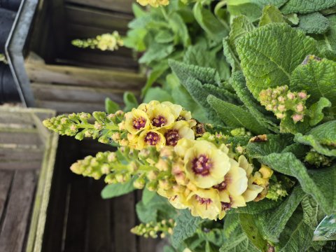 Verbasum Hyb Dark Eyes - Kongelys 17 cm