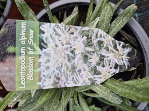 Leontopodium alpinum . Blossom of snow - gte edelweiss