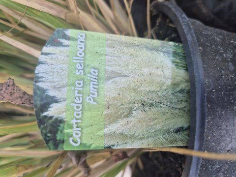 Cortaderia selloana pumila - Pampasgrs - 17 cm