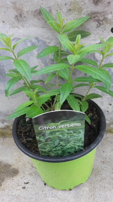Citron Verbena - 12 cm