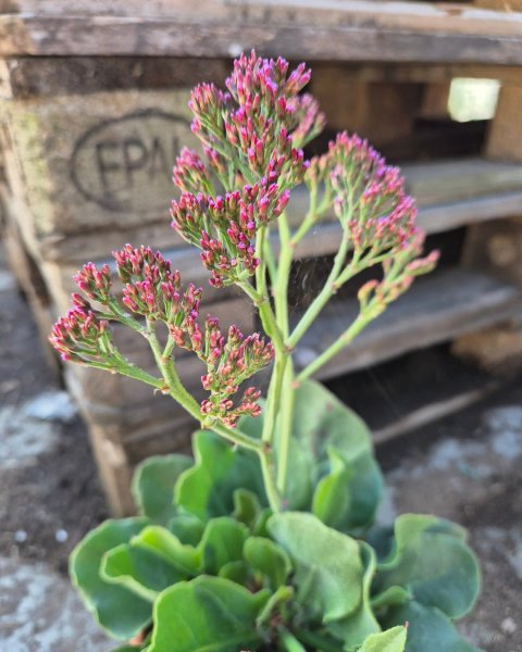 Limonium Perezii - hindebger - 14 cm ler