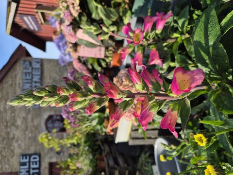 Digitalis x isoplexis Digiplexis barry canary 17 cm - Fingerbl